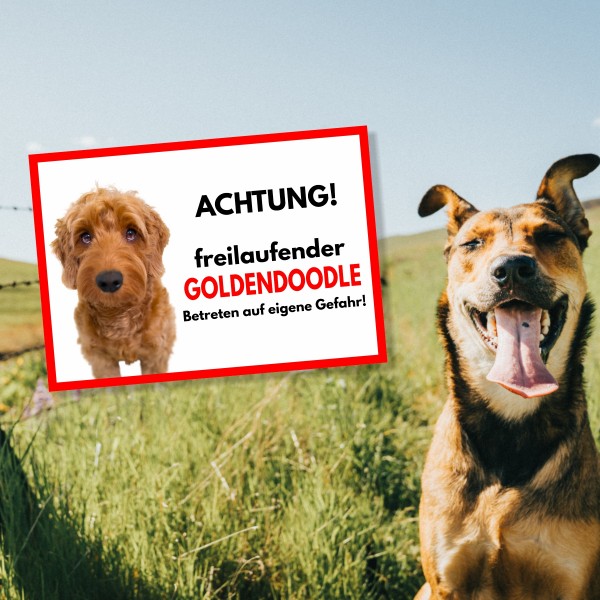 SchildFrei_Goldendoodle1