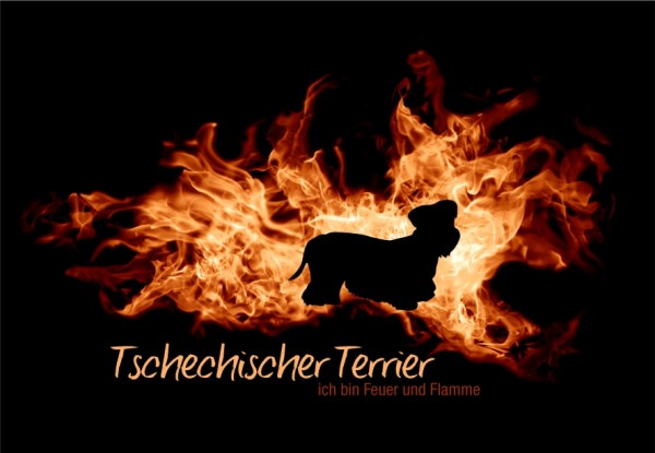 UTFlamme_TschechTerrMo