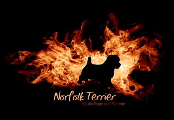 UTFlamme_NorfolkTerrierMo