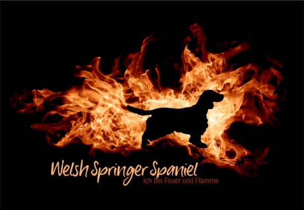 UTFlamme_WelshSpringerSpMo
