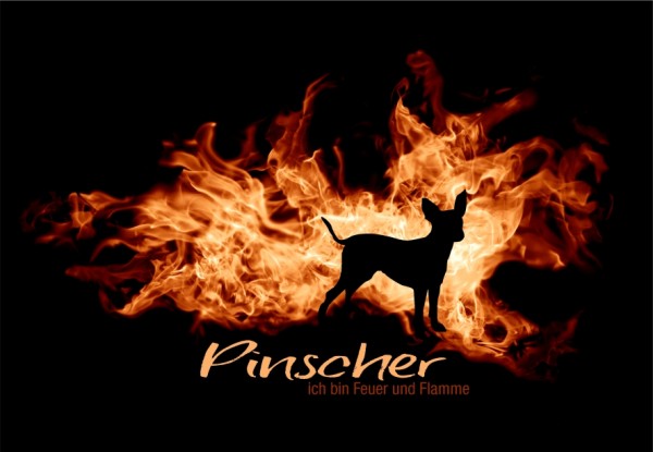 UTFlamme_PinscherMo