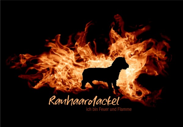 UTFlamme_RauhaardackelMo