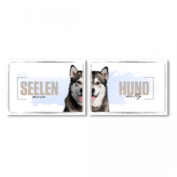 SeeleD_AlaskMalamute1