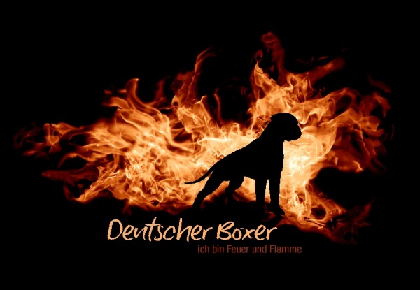 UTFlamme_DeutBoxerMo
