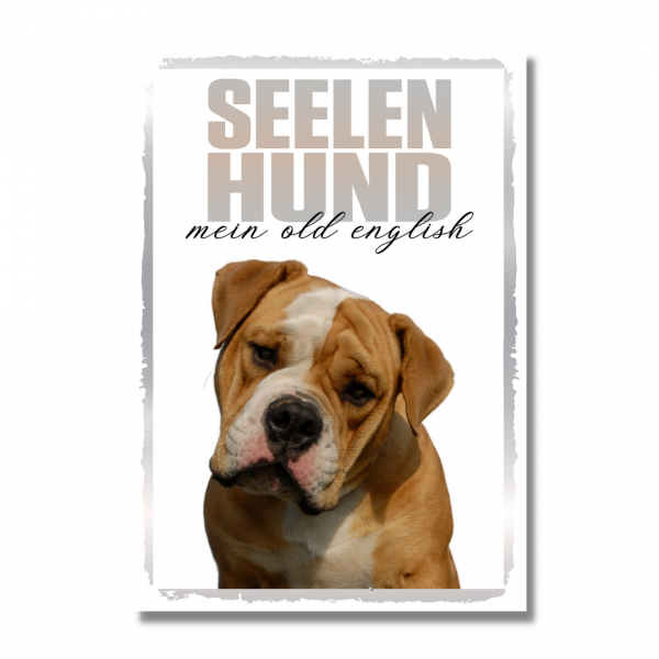 SeeleR_OldEngBulldog1