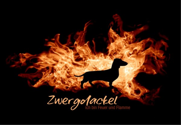 UTFlamme_ZwergdackelMo