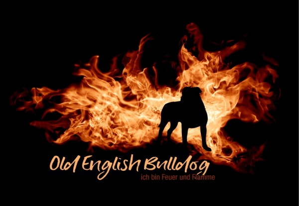 UTFlamme_OldEnglBullMo