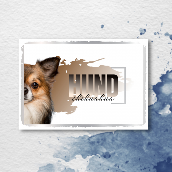 SeeleD_Chihuahua2_3