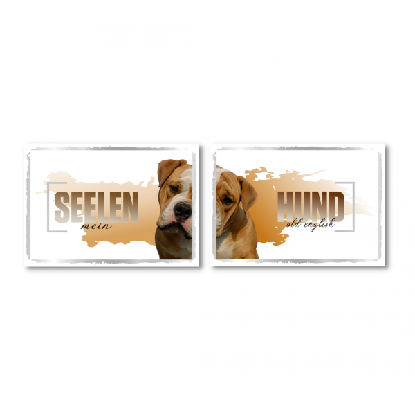 SeeleD_OldEngBulldog1