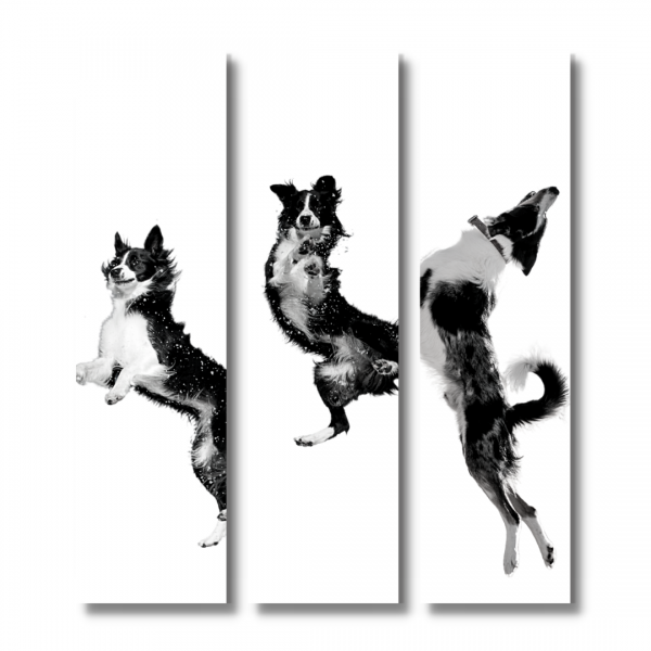 Border Collie Sheepdog Scotch Sheep Dog Schild Jump Set Wandschild Hundeschild Fun cool Schilder happy Design by Siviwonder