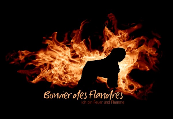 UTFlamme_BouvierFlandMo
