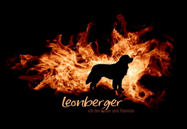 UTFlamme_LeonbergerMo