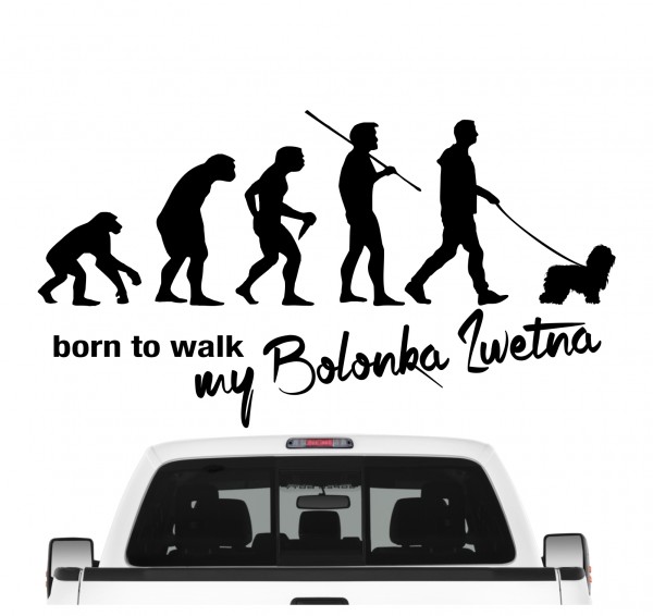 Bolonka Zwetna Bichon Tsvetnaya Bolonka Russland Evolution Born to Walk Hunde Aufkleber Sticker Autoaufkleber Wandtattoo Tattoo