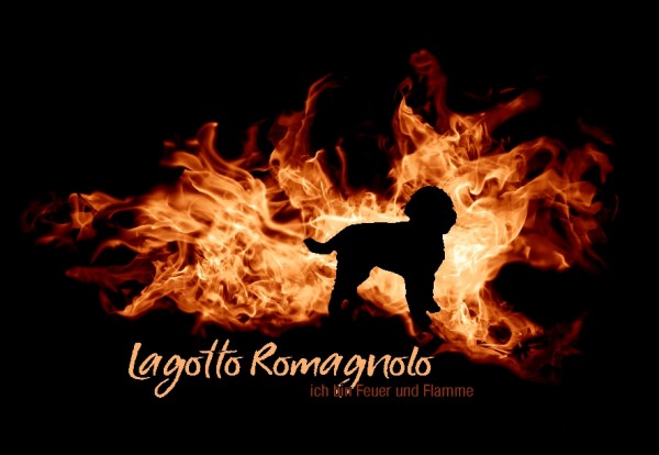 UTFlamme_LagottRomaMo